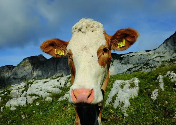 غارني ريجينا Weerberg