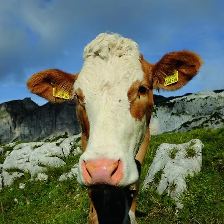 加尼里贾纳酒店 韦伯格